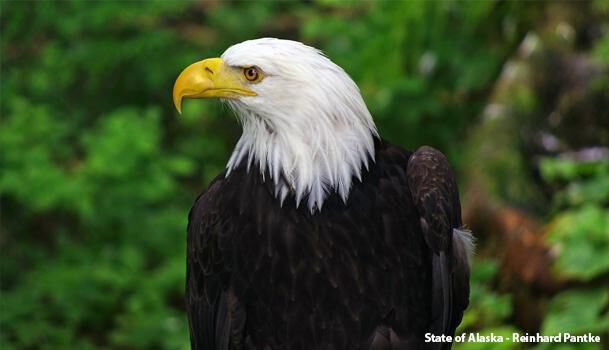 Haines Bold Eagle
